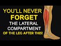 Lateral Compartment of Leg | Peroneus Longus & Boundaries, Nerve, Retinacula & Clinical Anatomy