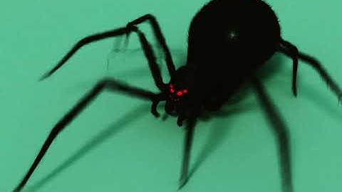 CGI Spider Walk Animation
