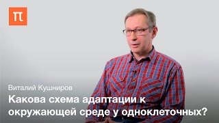 Полезные прионы и амилоиды - Виталий Кушниров