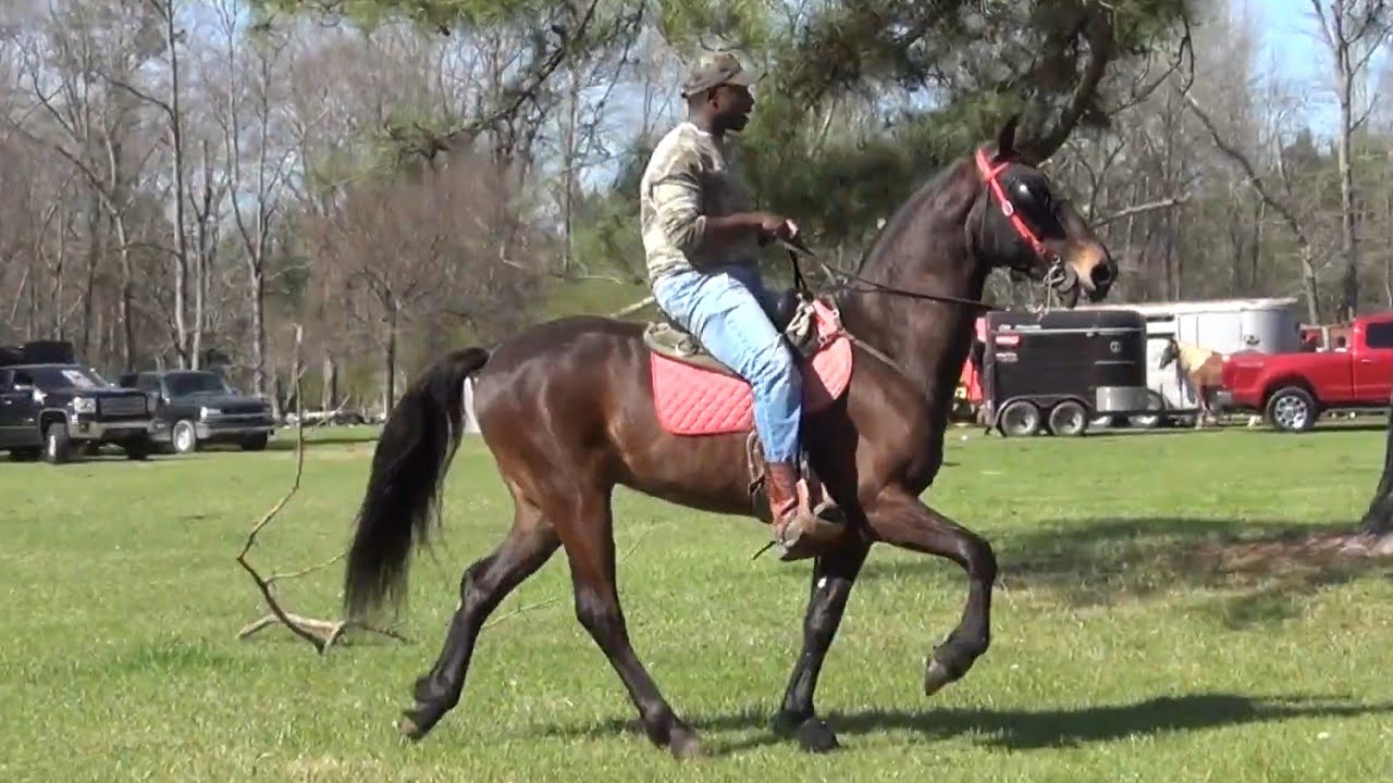 Columbia County Singlefoot and Racking Horse Trail Ride in Magnolia ...