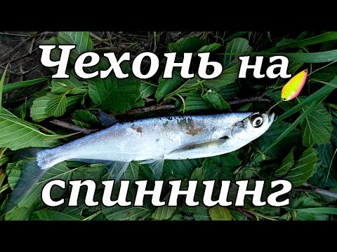 Чехонь на спиннинг 