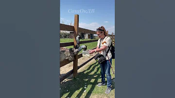 Что любят страусы...