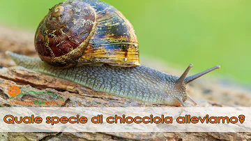 Quali sono le lumache più buone?