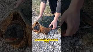 How to pick up a BIG Snapping Turtle safely!