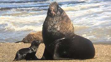 Facts: The South American Sea Lion