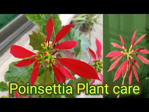 ვიდეო: როგორ დავხატოთ Poinsettia ეტაპად