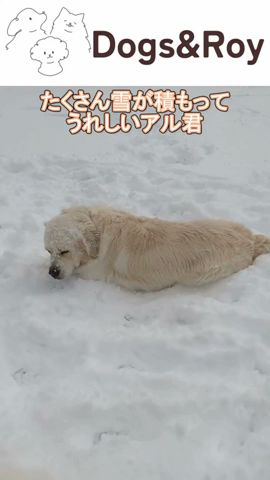 【雪國のドッグラン】雪を堪能する英國ゴールデン #英國ゴールデンレトリバー #サモエド #ブリーダー #京都 #美山 #南丹市 #雪