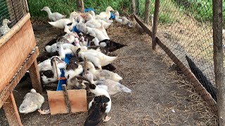 Mastering Duck Farming - How to Raise Meat Ducks and Laying Ducks Effectively# 