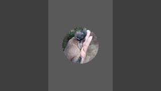 Dratom Is Live