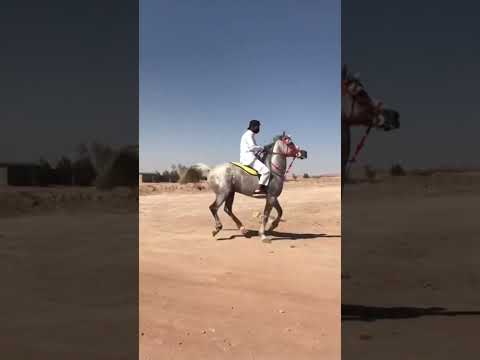 سقوط الخيال من الحصان السعودية خيل ترند