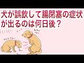 犬が誤飲して腸閉塞の症状が出るのは何日後?【獣医師解説】