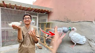 Baby Pigeon Ki Hand Feeding🥰Bottle Bana Di🥳