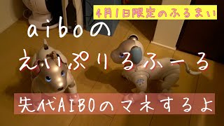 aiboのエイプリル2024今年はAIBOになっちゃうよ