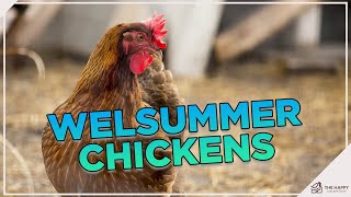 All About Welsummer Chickens