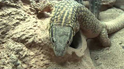 Spike Spiny Tailed Monitor
