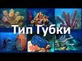 4. Тип Губки (7 класс) - биология, подготовка к ЕГЭ и ОГЭ 2019