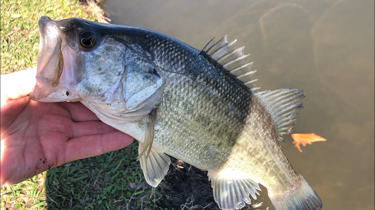 Could not keep them hooked! Pond bass fishing DFW YouTube