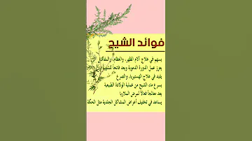 فوائد عجيبة و فريدة لنبتة الشيح الشيح النباتات اعشاب طبيعيه طبيه اعشاب عطرية 