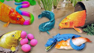 Most Amazing Hunt Crocodiles, Colorful Ornamental Fish, Koi Fish, Goldfish, Boesemani RainbowFish by Scoopy Toys_ 1,595 views 1 month ago 11 minutes, 28 seconds