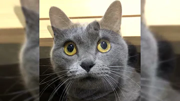 Quelle est la durée de vie d'un Chartreux ? Quelle est la durée de vie d'un Chartreux ?