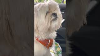 Cutest Lhasa apso dog patiently waiting