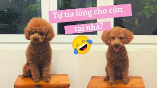 Should to cut the poodle's hair at home? My first experience ^^ | Xù Story | Muunxu