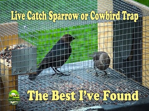 How to Trap Sparrows with a Live Catch System Review and Demonstration