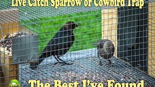 House Sparrow Facts, How to Trap Sparrows with a Live Catch System. They kill Eastern Bluebirds