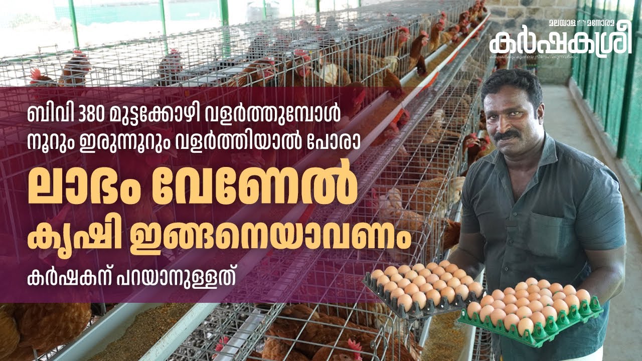 നൂറും ഇരുന്നൂറും വളർത്തിയാൽ പോരാ ലാഭം വേണേൽ കൃഷി ഇങ്ങനെയാവണം; ബിവി 380 മുട്ടക്കോഴി വളർത്തുമ്പോൾ