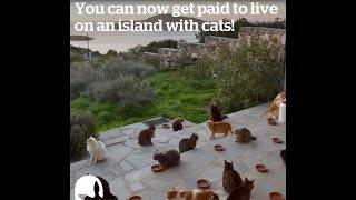 Get paid to live in Greece and take care of 60 cats