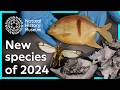Natural History Museum Discoveries Quiz