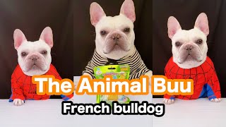 The Animal Buu Compilation | the most Fuuny collection118 #theanimalbuu #dogsofyoutube