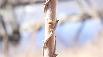 Singularity In Nature