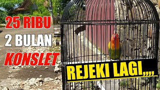 Tropical KONSLET, Melihat PENJEMURAN Love Bird JANTAN