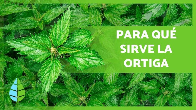 BENEFICIOS de la RUDA🌿✓ (Propiedades, Para Qué Sirve y Cómo Tomarla) 