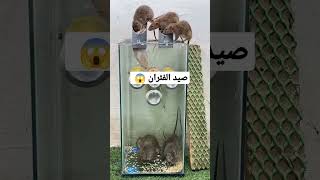 افضل طريقه لصيد الفئران وبتكلفه بسيطه جدا 🤔