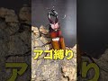 ♀が殺される前に知っておきたい【アゴ縛りの方法】#クワガタ