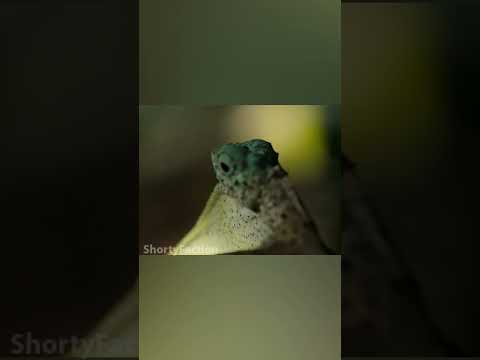 Летучий дракон - спасение в полете