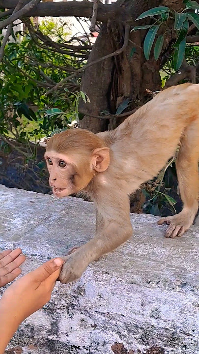 khelta hua bandar #monkey #bandar