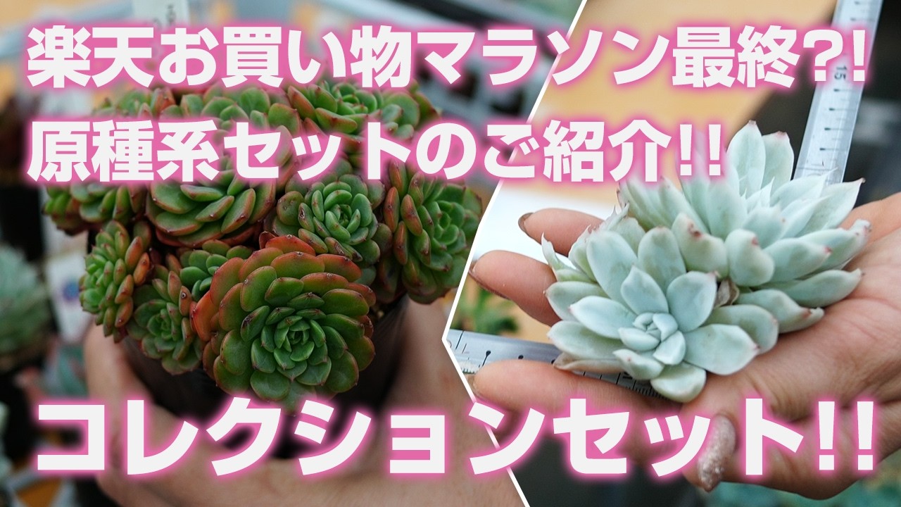 06/25/2026 [Succulents] Introducing the Species Set!! Introducing