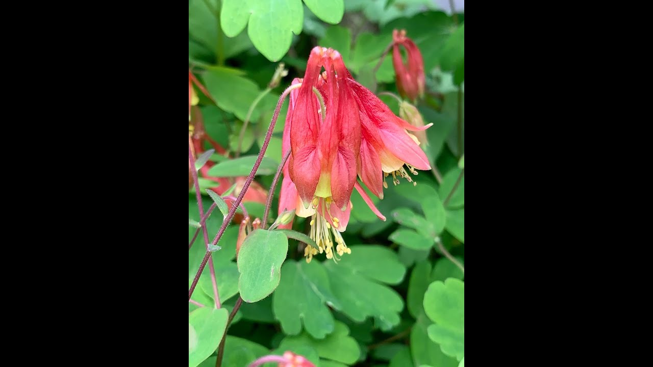 Kentucky in Bloom Early Season Spring Wildflowers 2022 YouTube