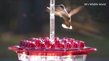 Lil Sweety Hummingbird Feeders #hummingbird