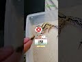 Gecko bagus buat pemula pelihara hewan? 🤔🦎