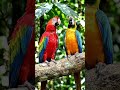 #kuilpaatu#tamillovestatus#birds#naturelovers