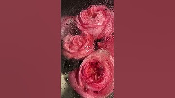 وَمَا أَرْسَلْنَاكَ إِلَّا رَحْمَةً لِّلْعَالَمِينَ (107) {الأنبياء} أجمل تلاوة للقرآن الكريم ❤️
