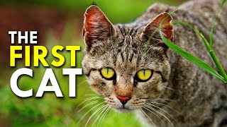 African Wildcat: The Cat That Domesticated Us