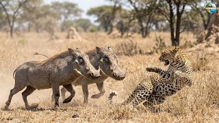 Two Warthogs Turn The Tables On The Leopard