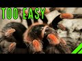 Top 10 EASY Low Maintenance Pet Tarantulas For You