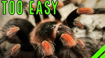 Top 10 EASY onderhoudsarme huisdierentarantula