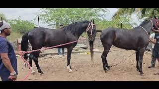 Horse Mating Process: Masal Brothers Stud Farm Katewadi